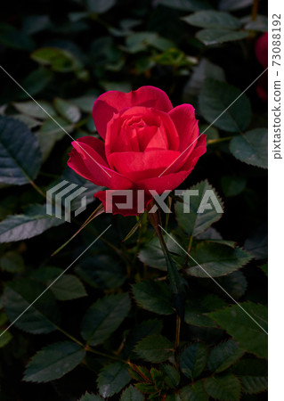 Rose 73088192