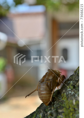 Insect shells perched on the trunk of a summer tree Insect shells perched on the trunk of a summer tree 73088215