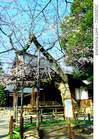 [Tokyo] Yasukuni Shrine: Cherry blossom specimen trees and blue sky in the precincts 73088852