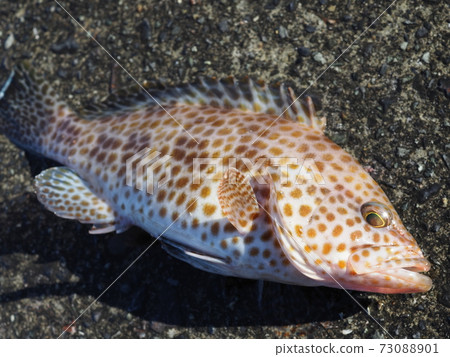 大猴子石斑魚 大猴子石斑魚 73088901