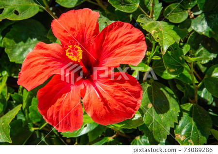 Closeup of beautiful red hibiscus flower 73089286