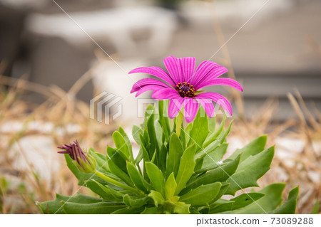 Selective focus shot of an osteospermum flower (African daisy) 73089288