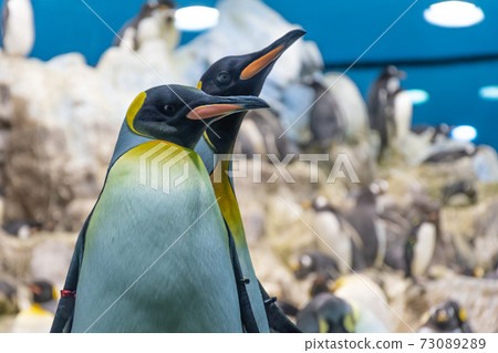 Penguins in Loro Parque in Puero de la Cruz on Tenerife, Canary Islands, Spain 73089289