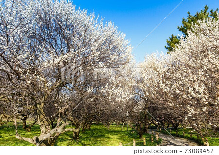 Koshigaya City, Saitama Prefecture Koshigaya Umebayashi Park and Blue Sky 73089452