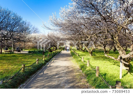 Koshigaya City, Saitama Prefecture Koshigaya Umebayashi Park and Blue Sky 73089453