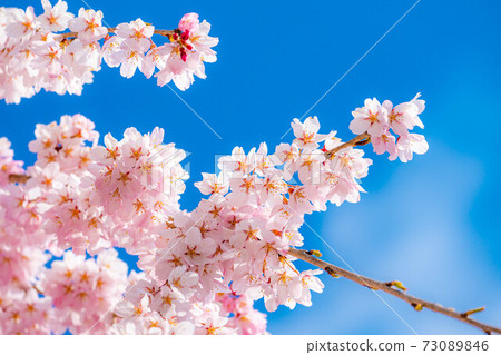Ueda Castle Sakura and Blue Sky [Nagano Prefecture] 73089846