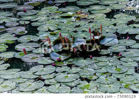 Water Lilies in a pond in Thailand 73090129