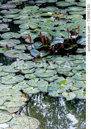Water Lilies in a pond in Thailand Water Lilies in a pond in Thailand 73090130