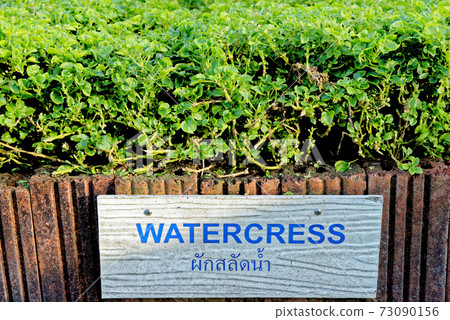 Watercress sprouts - Food ingredients Watercress sprouts - Food ingredients 73090156