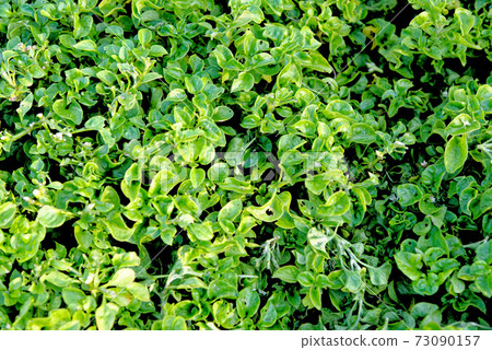 Watercress sprouts - Food ingredients 73090157