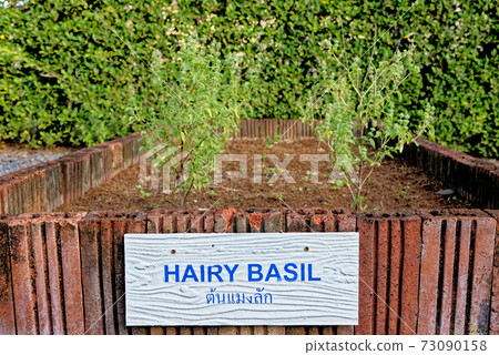 Hairy basil or Ocimum basilicum tree 73090158