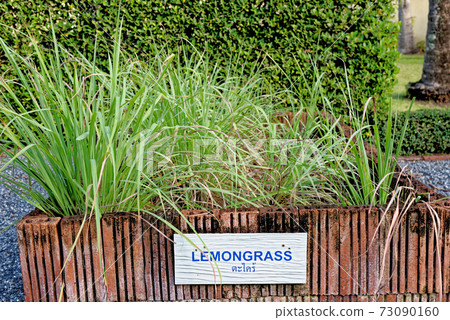 Lemongrass fresh garden in Thailand 73090160