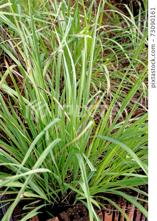 Lemongrass fresh garden in Thailand 73090161