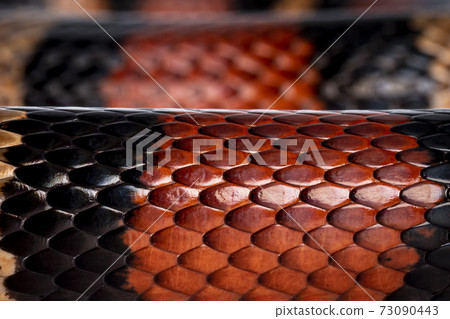 Pueblan Milk snake on white 73090443