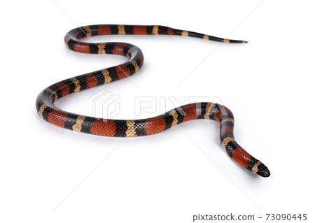 Pueblan Milk snake on white 73090445