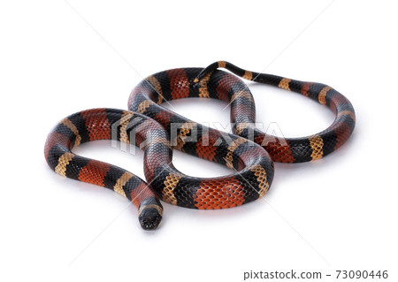 Pueblan Milk snake on white 73090446