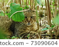 A cat with a bad eye through the leaves 73090604