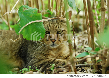 A cat with a bad eye through the leaves A cat with a bad eye through the leaves 73090604