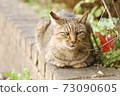 Cat looking at camera 73090605