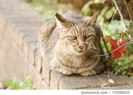 Cat looking at camera Cat looking at camera 73090605