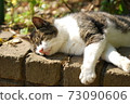 Cat to take a nap 73090606
