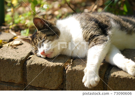 Cat to take a nap Cat to take a nap 73090606