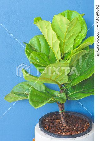 Close up view of Fiddle leaf fig, Ficus lyrata. Close up view of Fiddle leaf fig, Ficus lyrata. 73090663