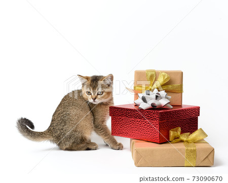 cute kitten Scottish golden chinchilla straight breed on a white background and boxes with gifts, festive background 73090670
