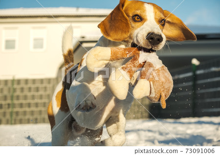 Dog runs fast through snow with a plush toy in its mouth on sunny winter day Dog runs fast through snow with a plush toy in its mouth on sunny winter day 73091006