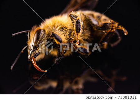 Closeup of dead honey bee isolated on black background. 73091011