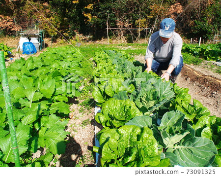 field, person, farm 73091325
