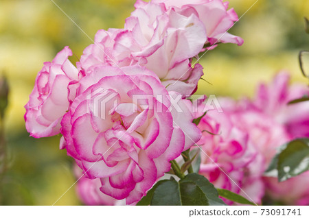 Pink and white roses are in bloom in the rose garden. The name of this rose is Nicole. 73091741