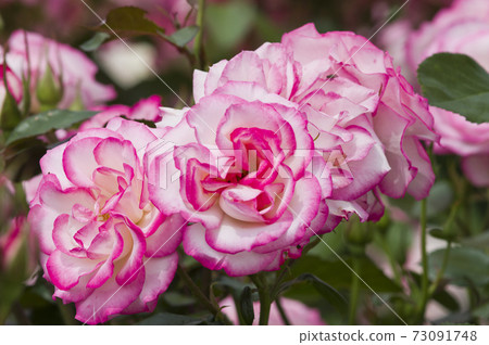 Pink and white roses are in bloom in the rose garden. The name of this rose is Nicole. 73091748