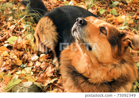 Dog looks up in the forest Dog looks up in the forest 73092349