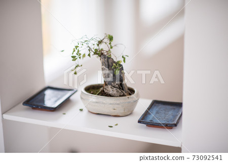 Bonsai Bonsai 73092541