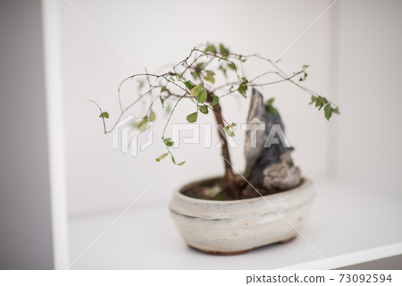 Little bonsai tree on the shelf 73092594
