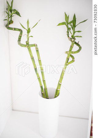 Bamboo in my home Bamboo in my home 73092830