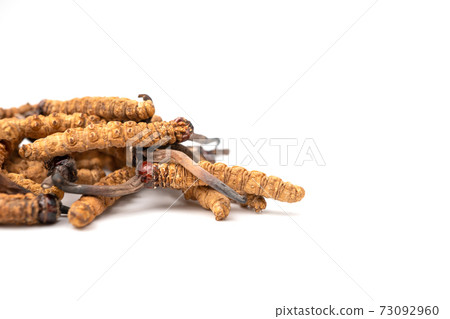 close up Ophiocordyceps sinensis or mushroom cordycep this is a herbs. Medicinal properties in the treatment of diseases. close up Ophiocordyceps sinensis or mushroom cordycep this is a herbs. Medicinal properties in the treatment of diseases. 73092960