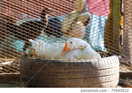 The white goose is Hatching chickens on dry hay in old car tire 73093022