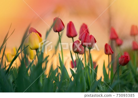 Landscape with tulip field. Tulip field in spring Landscape with tulip field. Tulip field in spring 73093385