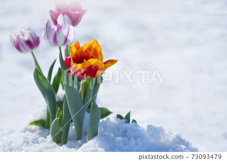 Abnormal precipitation in the spring. Tulip growing out of snow Abnormal precipitation in the spring. Tulip growing out of snow 73093479