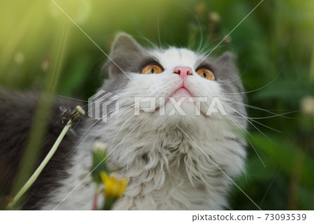Beautiful cat portrait with yellow eyes. Cat looks up 73093539