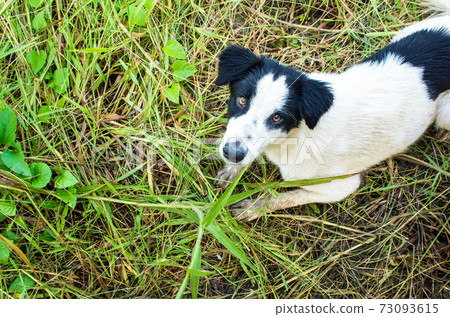 Dog flop on the wet grass Dog flop on the wet grass 73093615