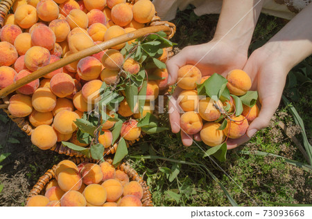 Freshly picked apricot fruit. Apricots in basket Freshly picked apricot fruit. Apricots in basket 73093668