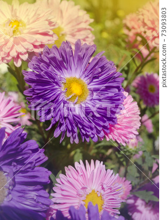 Close up of blue flower aster. Blue flower background. Close up of blue flower aster. Blue flower background. 73093803