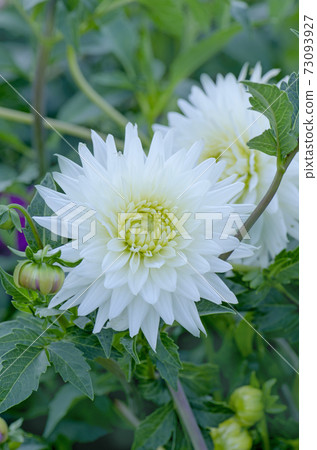 Dahlia cactus flower in the garden close up. 73093927