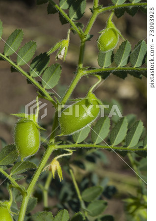 Lentil organic plant 73093928