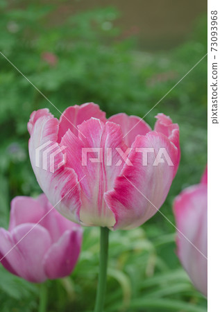 Pink Parrot tulip on garden background 73093968