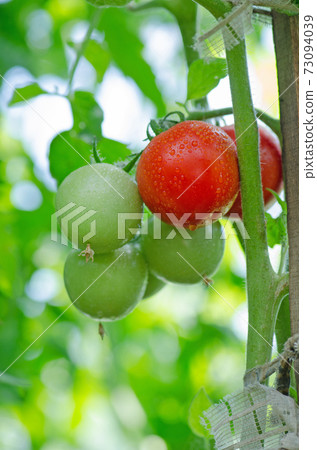 Tomatoes on plants in hydroponics greenhouse farm. Tomatoes in greenhouse 73094039