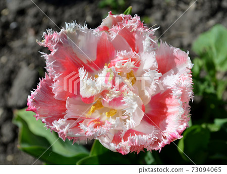 Terry fringed pink tulip 73094065